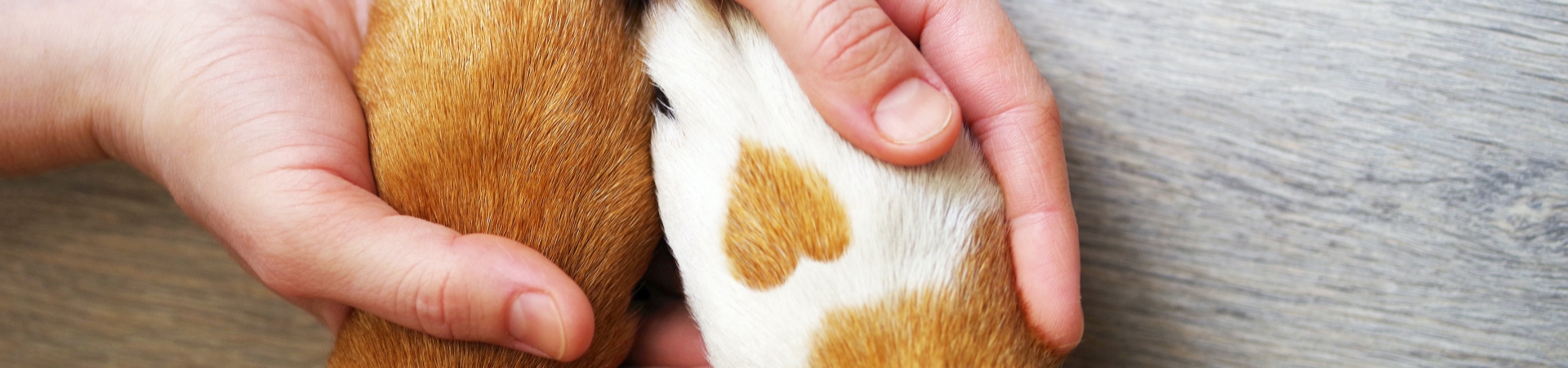 Person hält 2 Hundepfoten in den Händen, Fellzeichnung auf Pfote schaut aus wie ein Herz