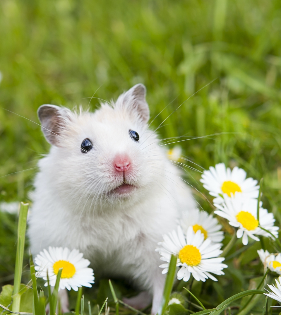 Hamster auf grüner Wiese mit Gänseblümchen
