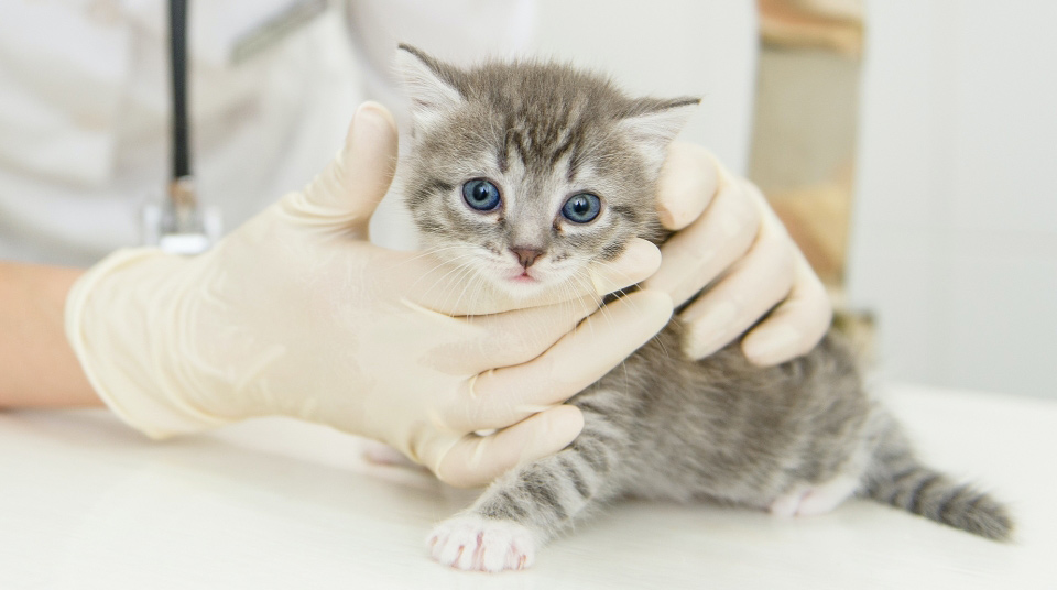 junges Kätzchen beim Tierarzt auf dem Behandlungstisch