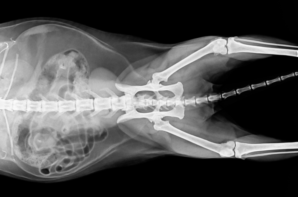 Röntgenaufnahme vom Becken eines Tieres