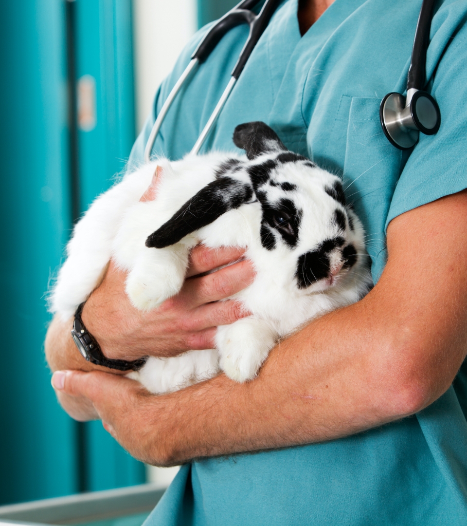 schwarz weißer Hase auf Arm von Tierarzt