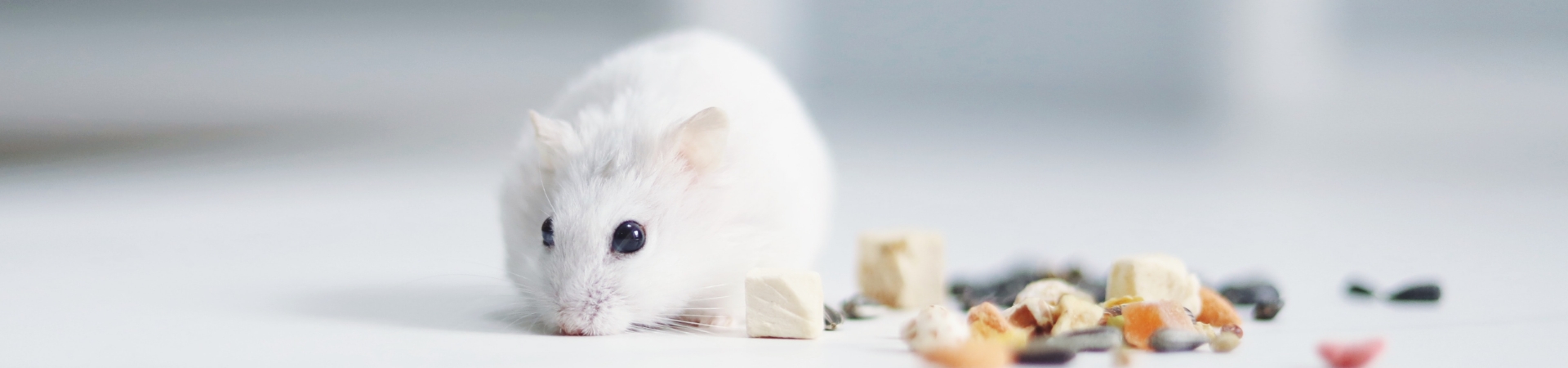 kleiner weißer Hamster mit Futter