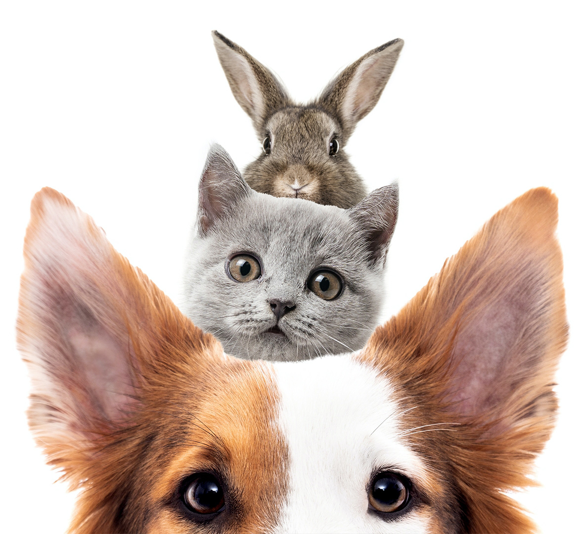 Hund, Katze und Hase übereinander angeordnet