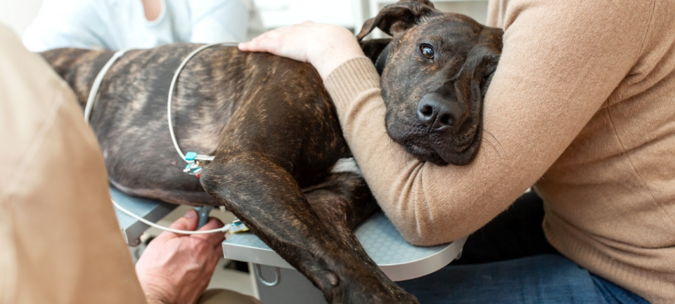 brauner Hund beim Tierarzt auf dem Behandlungstisch