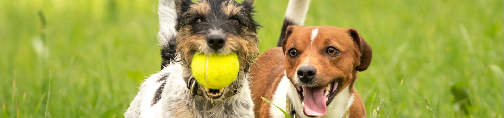 2 Hunde auf Wiese mit gelben Tennisball spielend
