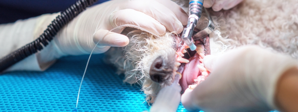 Zahnbehandlung von Hund